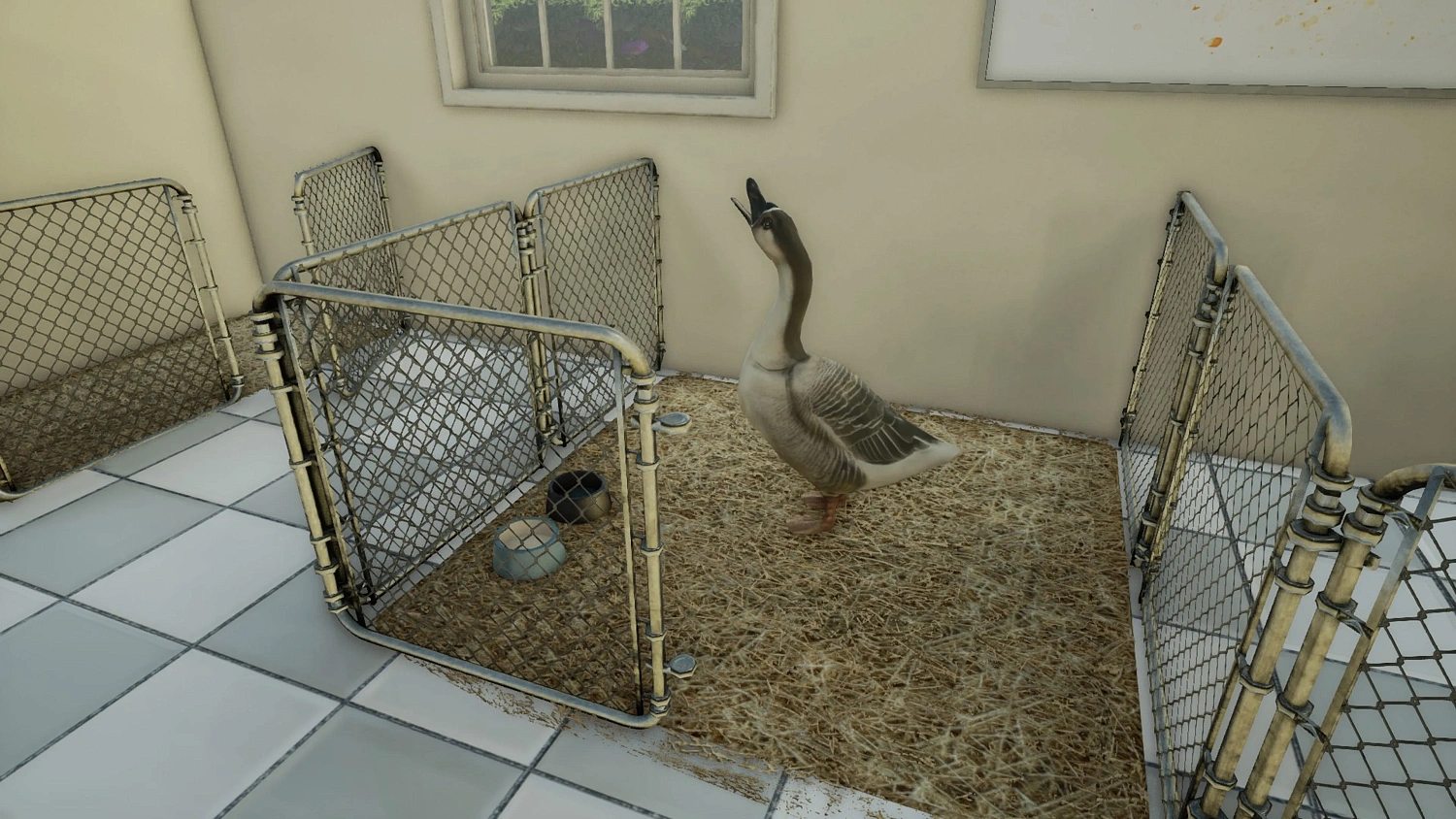 Animal Doctor